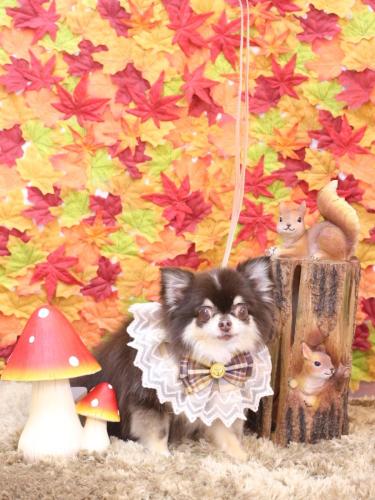 20241127ラブちゃん